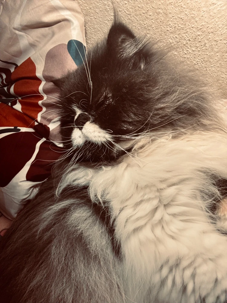 Image ajoutée par Mélanie