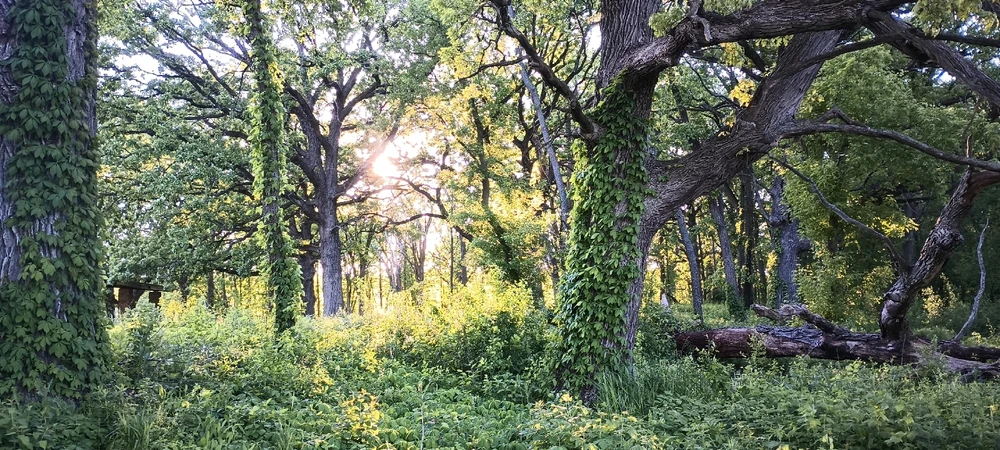 Sunset at Busse Woods