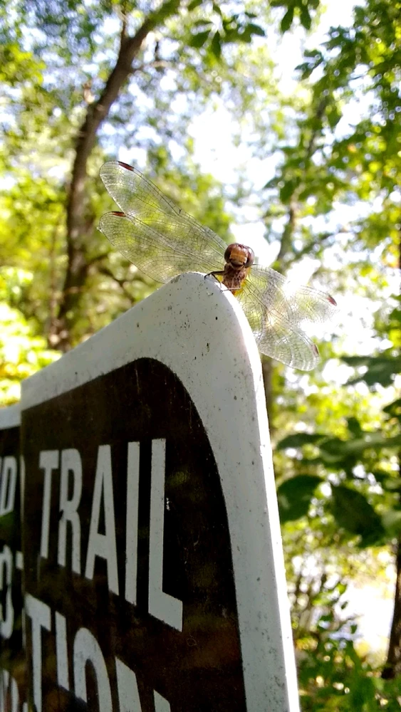 Friendly dragonfly at Starved Rock