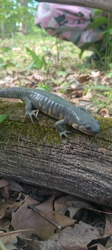 Tiger Salamander Busse Woods