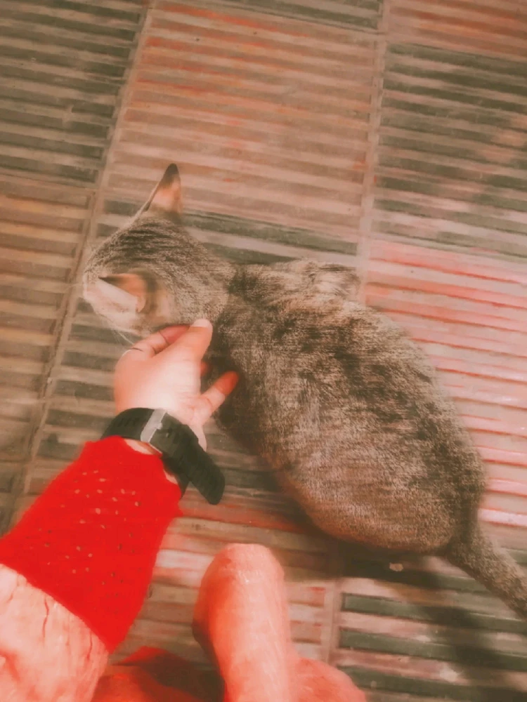 GIF uploaded by ~Leafy~