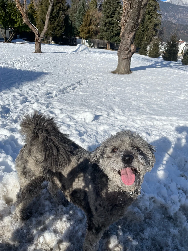 GIF hochgeladen von Felicitas