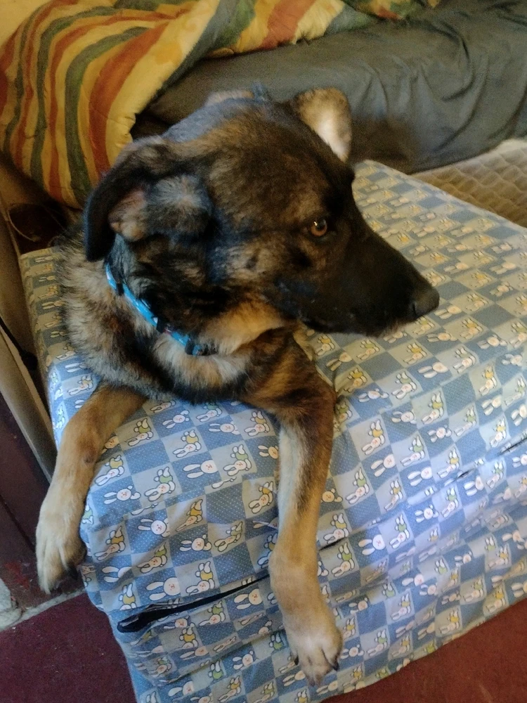 Imagen subida por Rodrigo