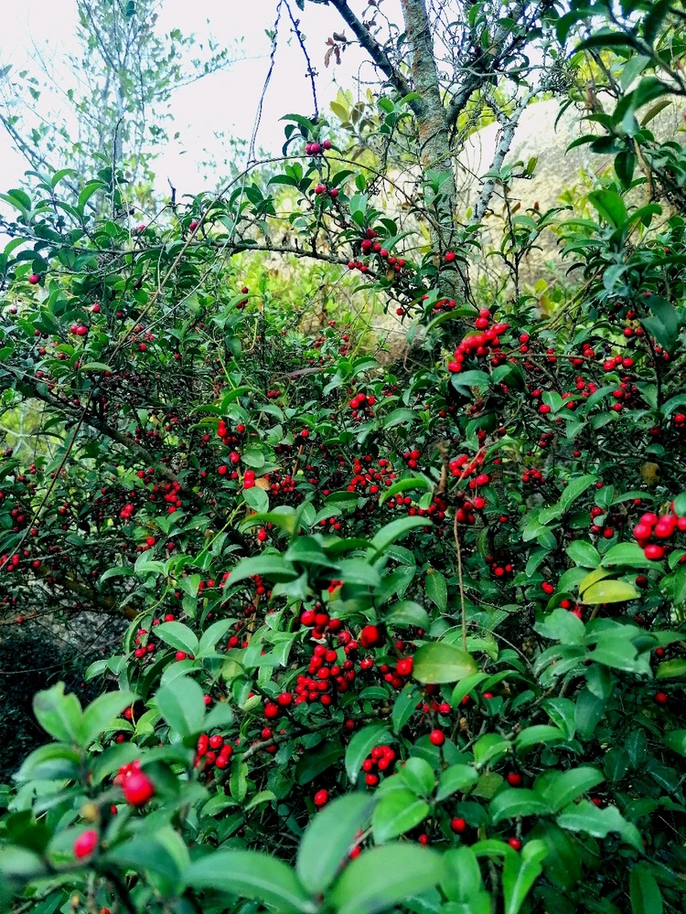 Image uploaded by Joy