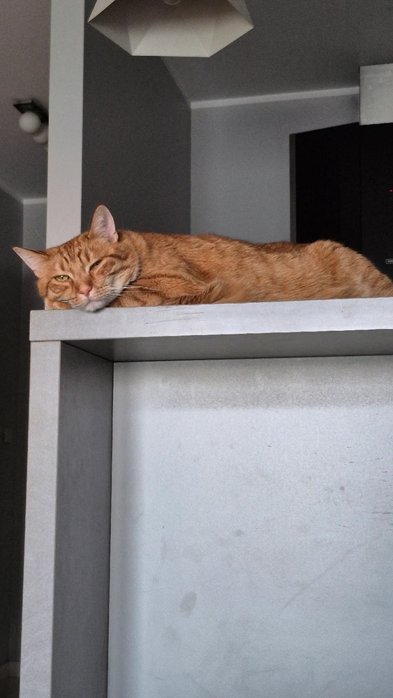 GIF uploaded by iBall