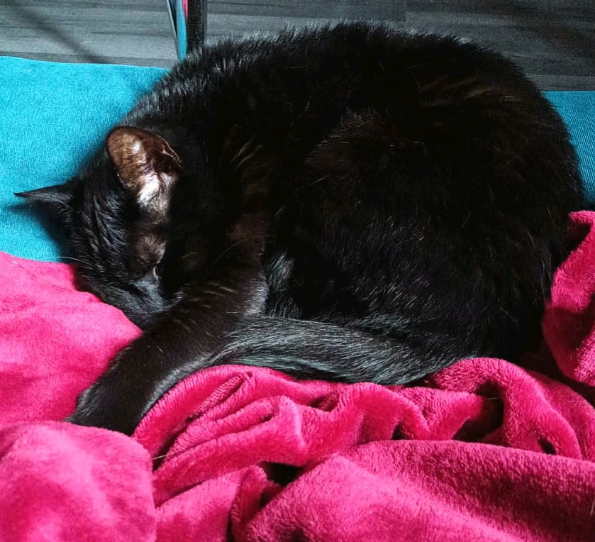 GIF ajouté par Cymoriel🦋