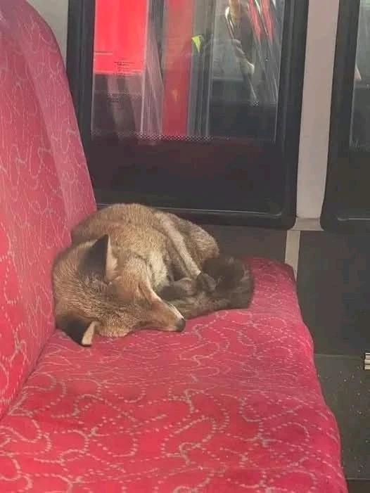 GIF diunggah dening Kushy