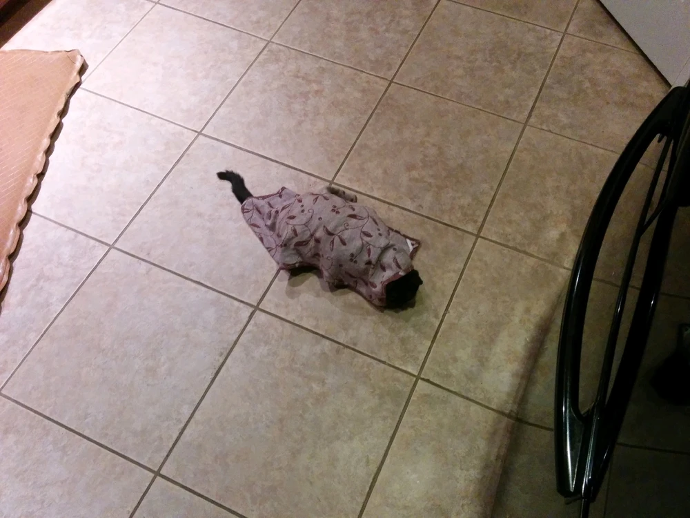 GIF uploaded by Nathan Davis