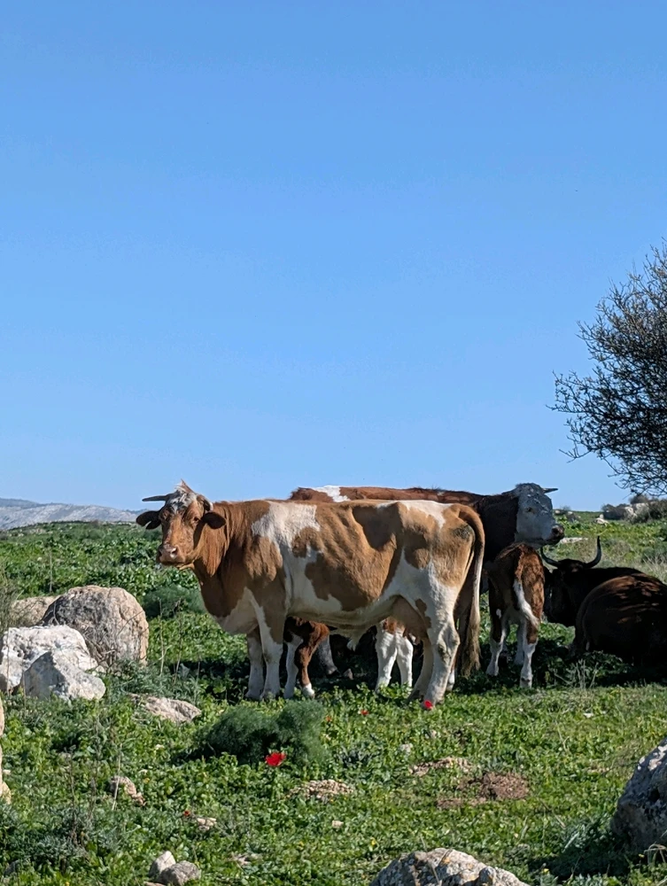 GIF uploaded by Aviv