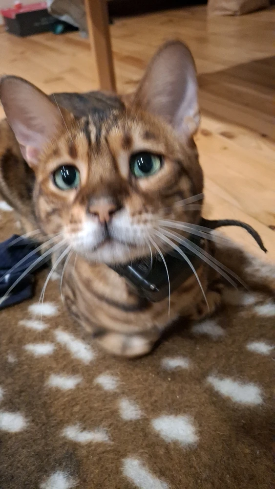 GIF uploaded by Arnita