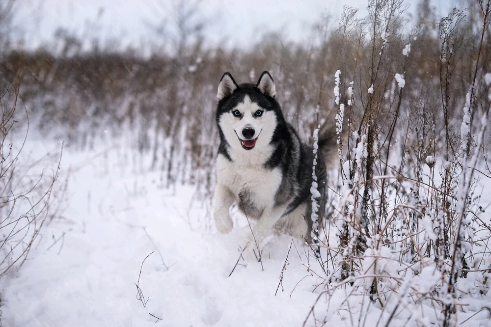 Afbeelding geüpload door Tyaro