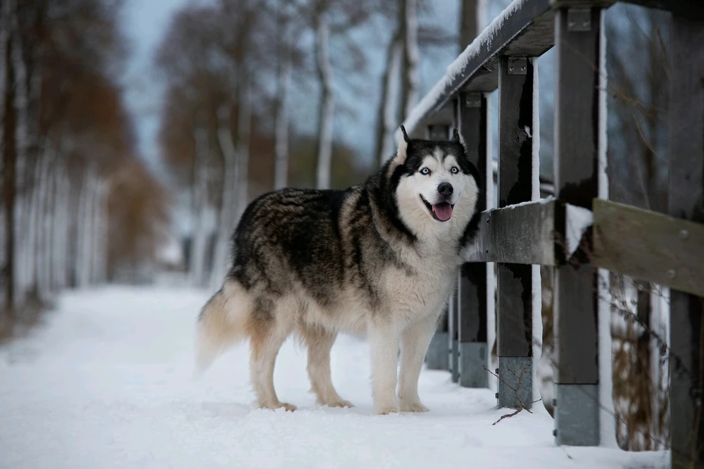Afbeelding geüpload door Tyaro