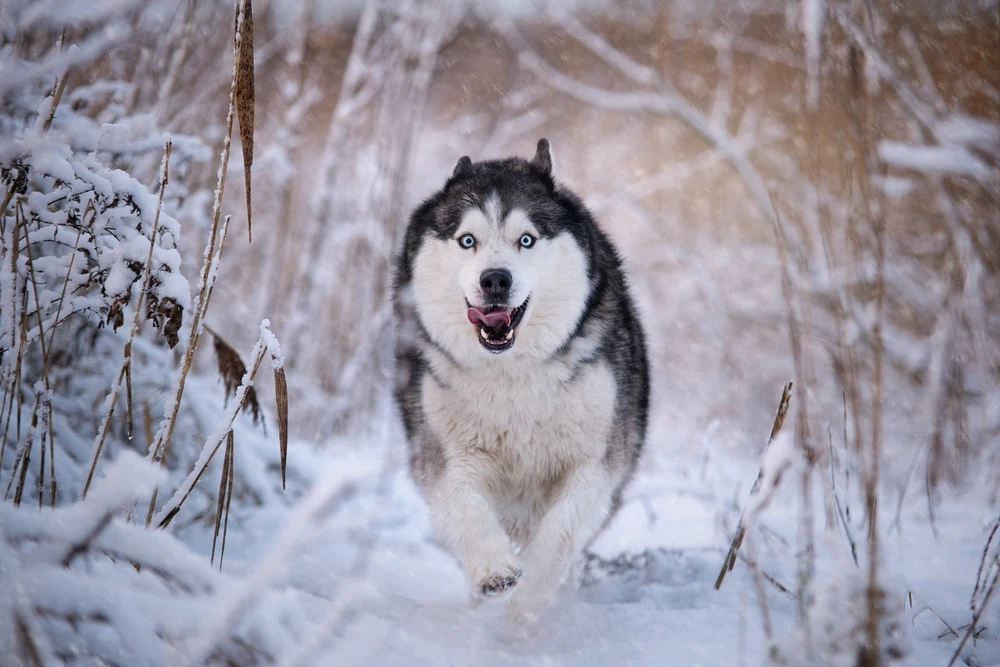 Afbeelding geüpload door Tyaro