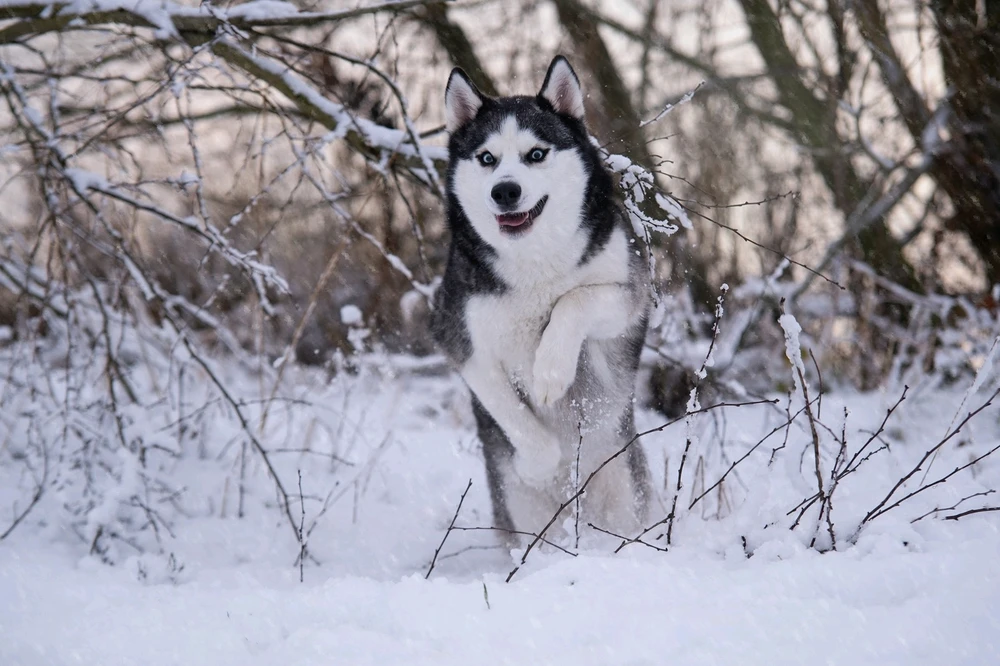 Afbeelding geüpload door Tyaro