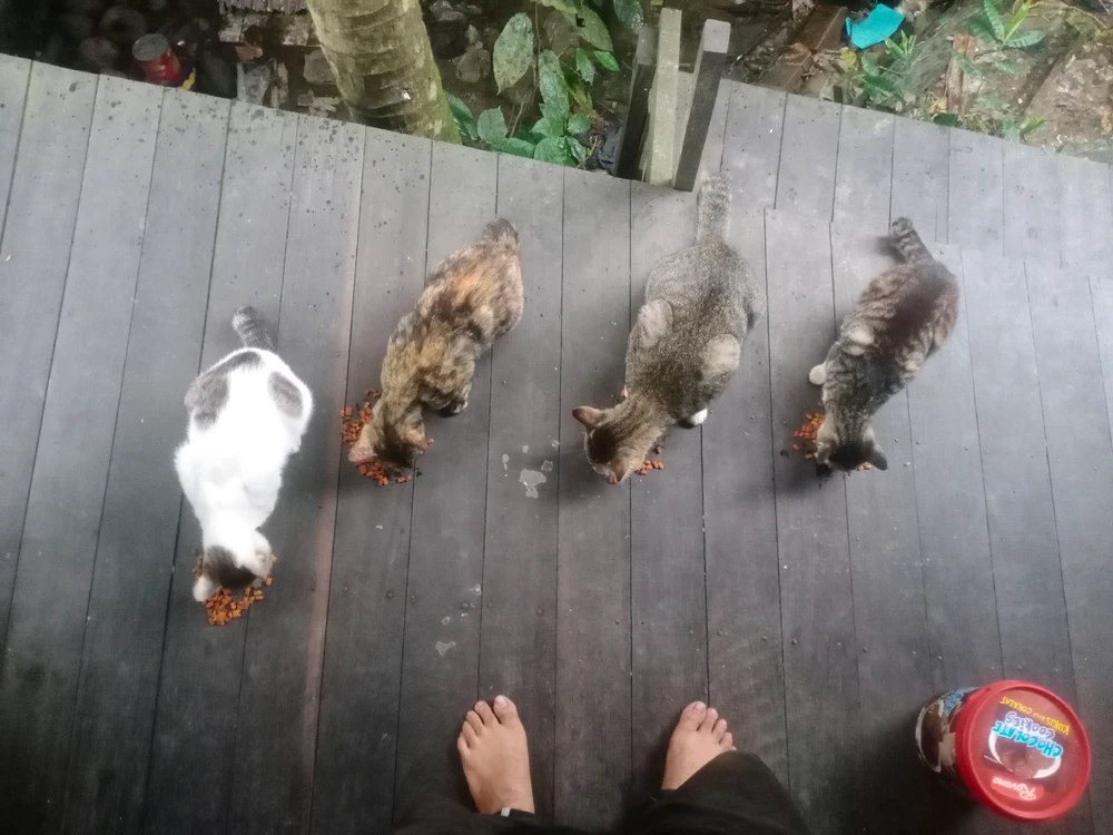 GIF diunggah oleh jarir