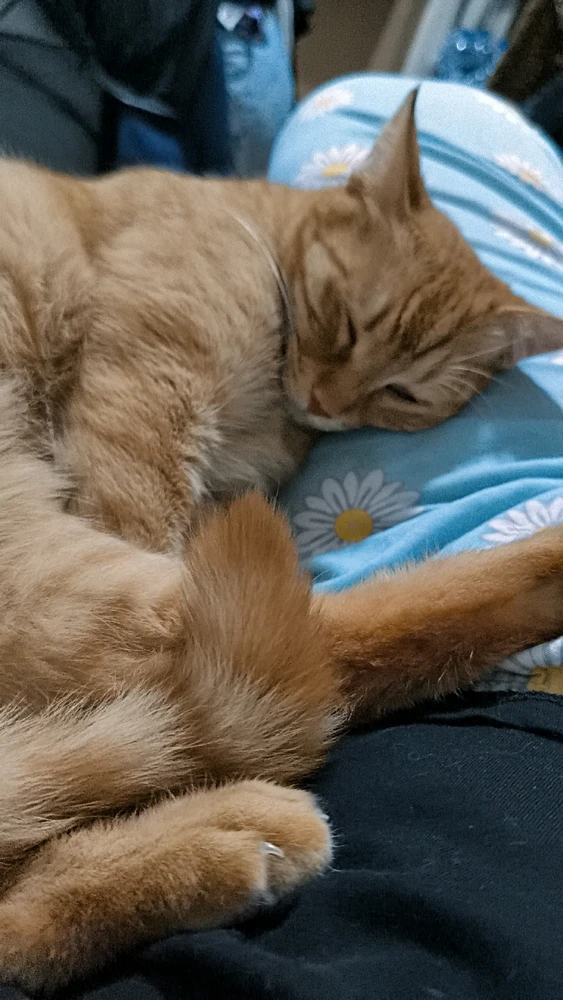 Ptndlmrd tarafından yüklenen GIF