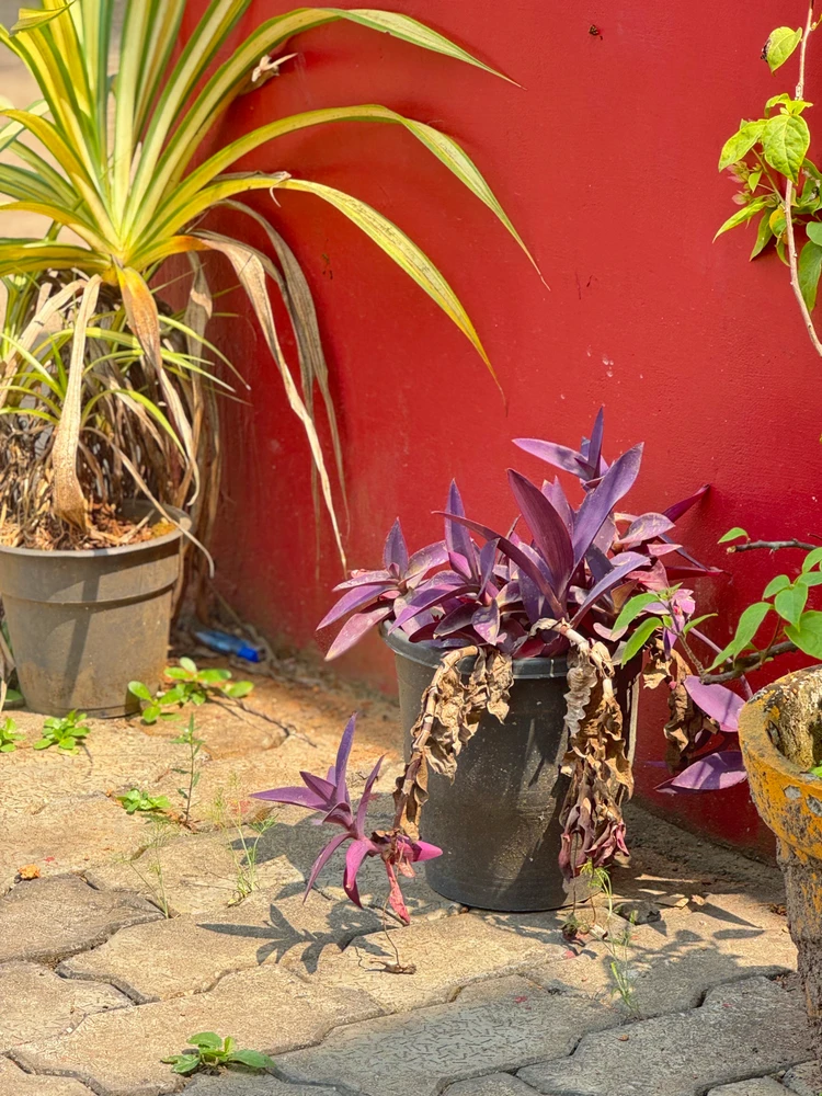 Image uploaded by Radheef