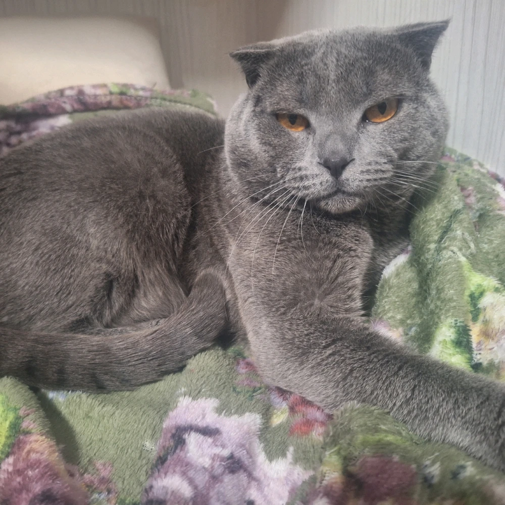 GIF încărcat de Alex