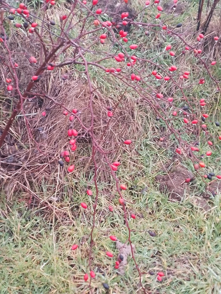 GIF gi-upload ni Kas