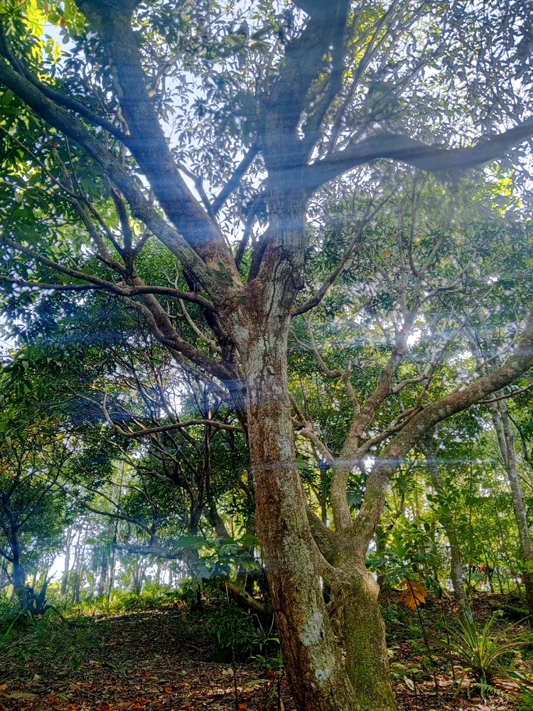 Image uploaded by Mi Ka
