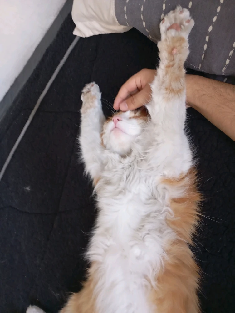 ErickがアップロードしたGIF