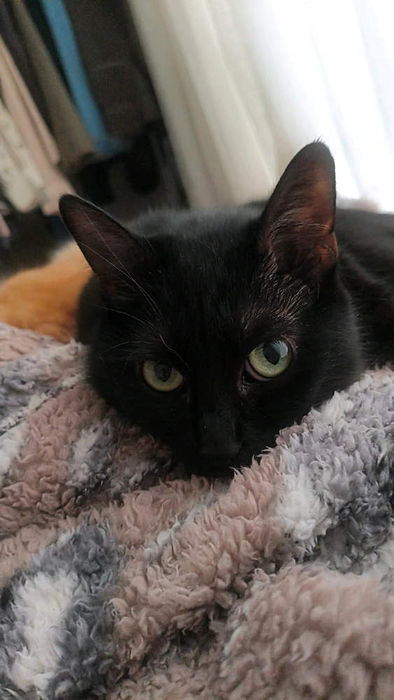 Ptndlmrd tarafından yüklenen GIF