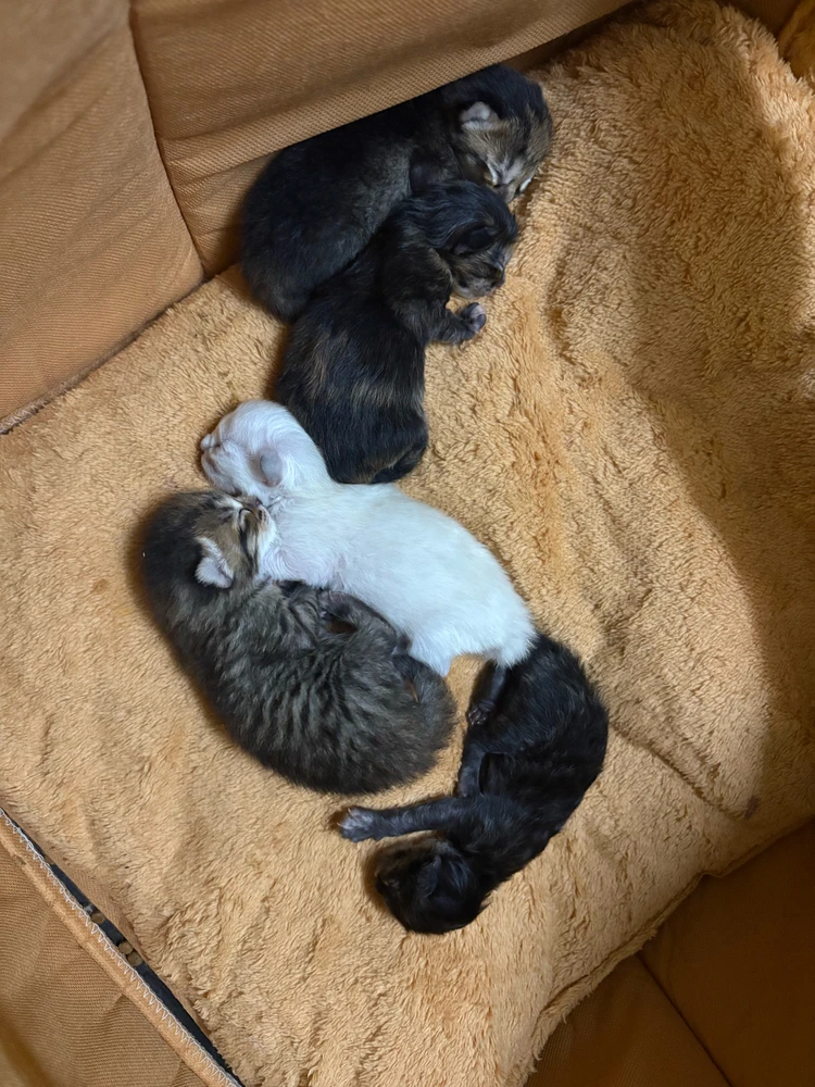 GIF uploaded by Olivia