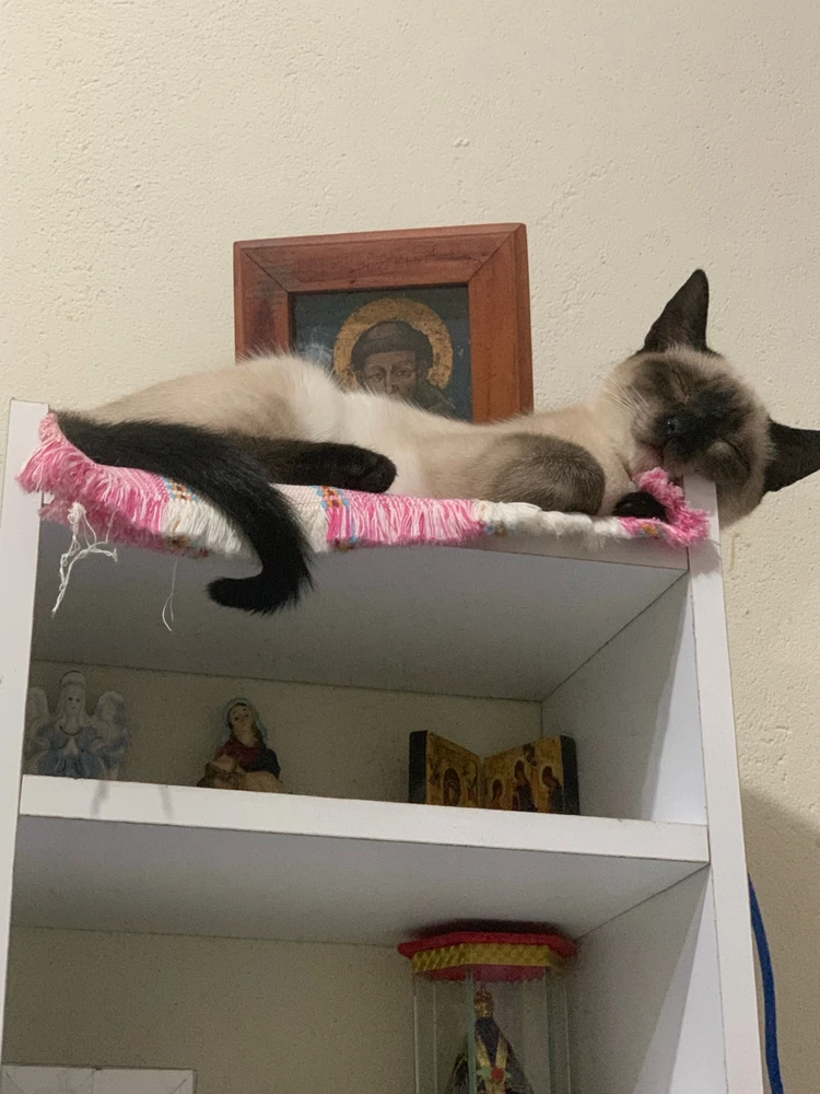 Imagem enviada por Luciana Miyagi