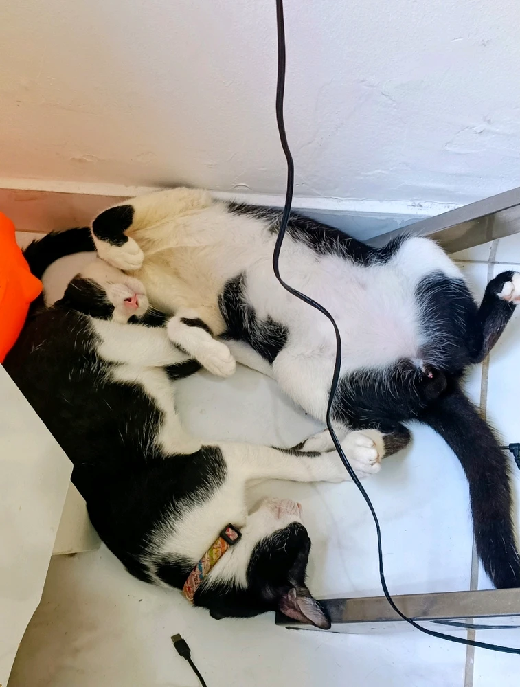 GIF enviado por Felipe