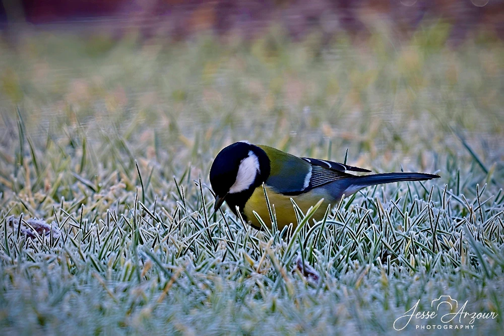 Image uploaded by Jesse