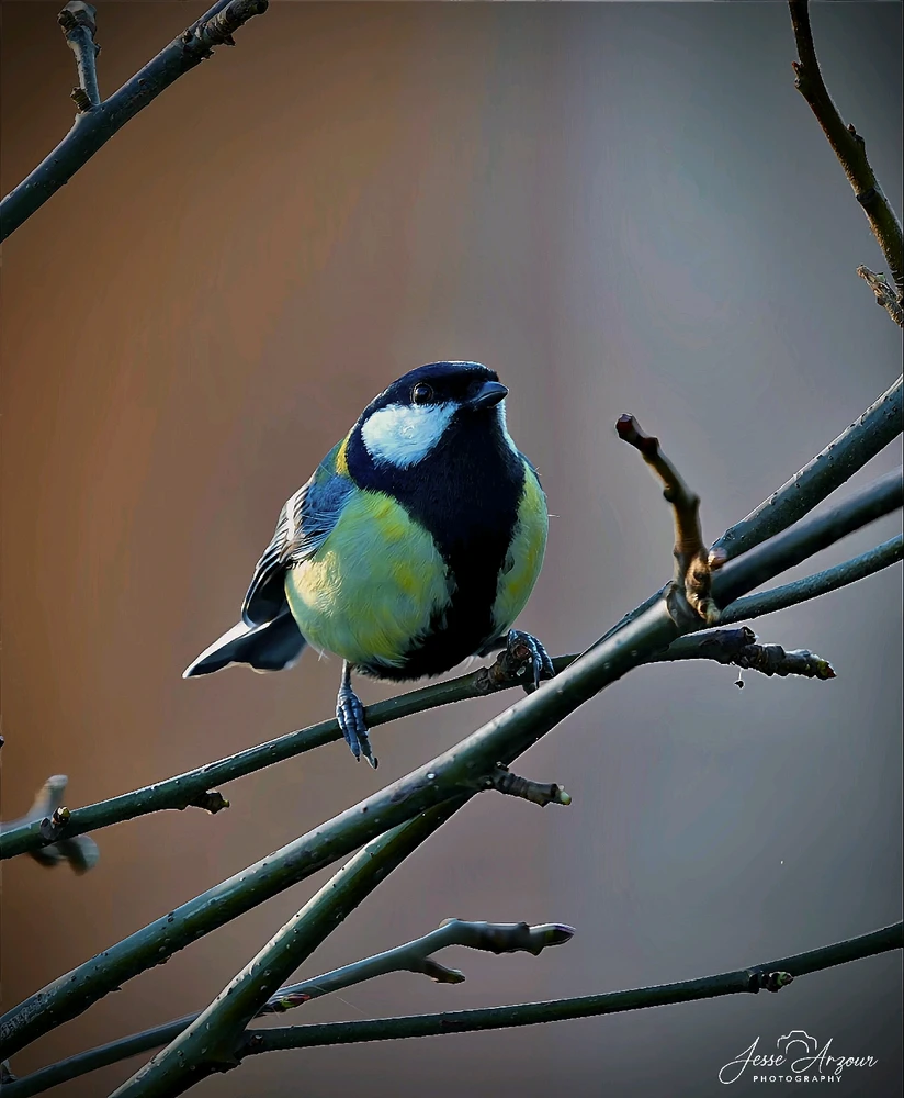 Image uploaded by Jesse