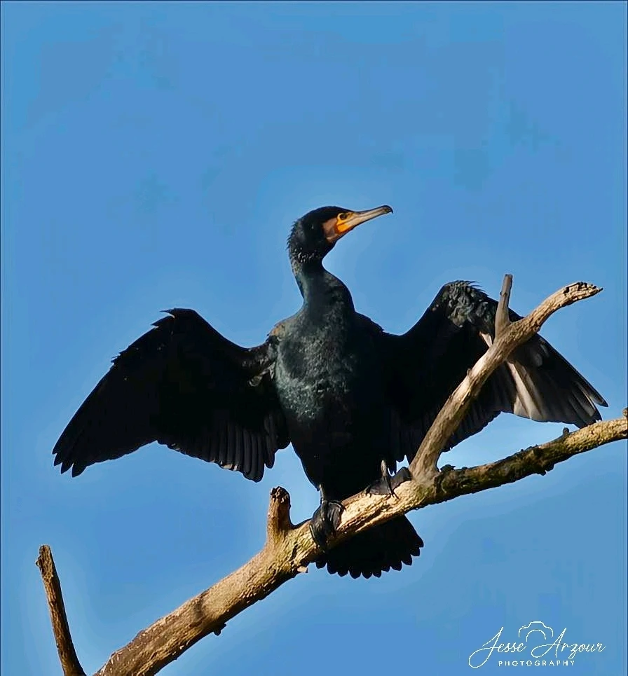 Image uploaded by Jesse