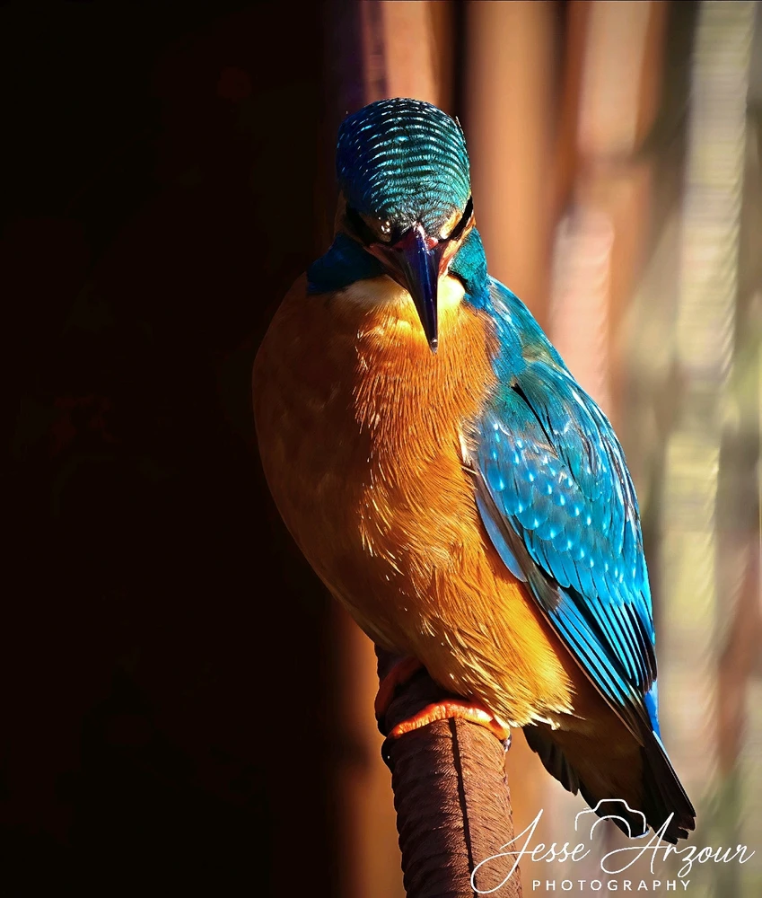 Image uploaded by Jesse