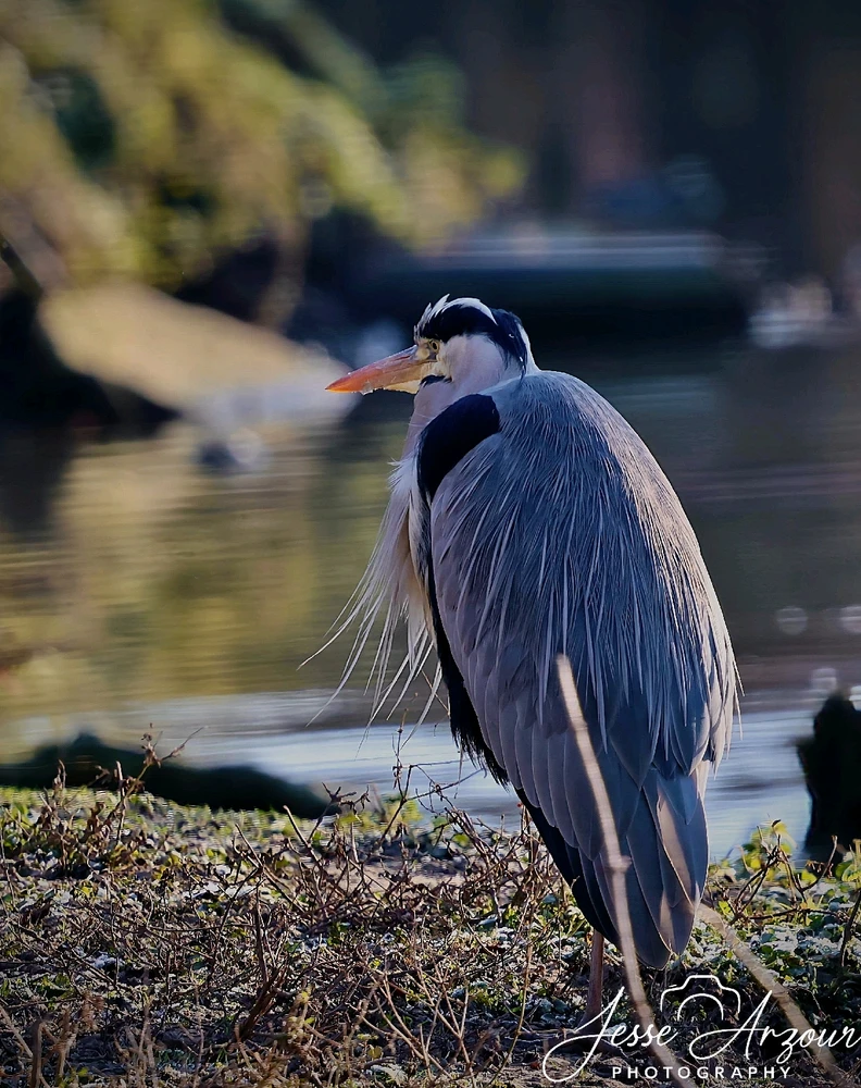 Image uploaded by Jesse