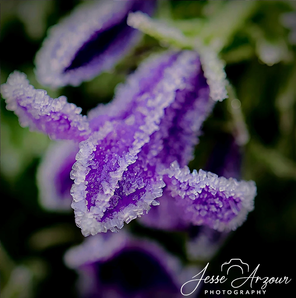 Image uploaded by Jesse