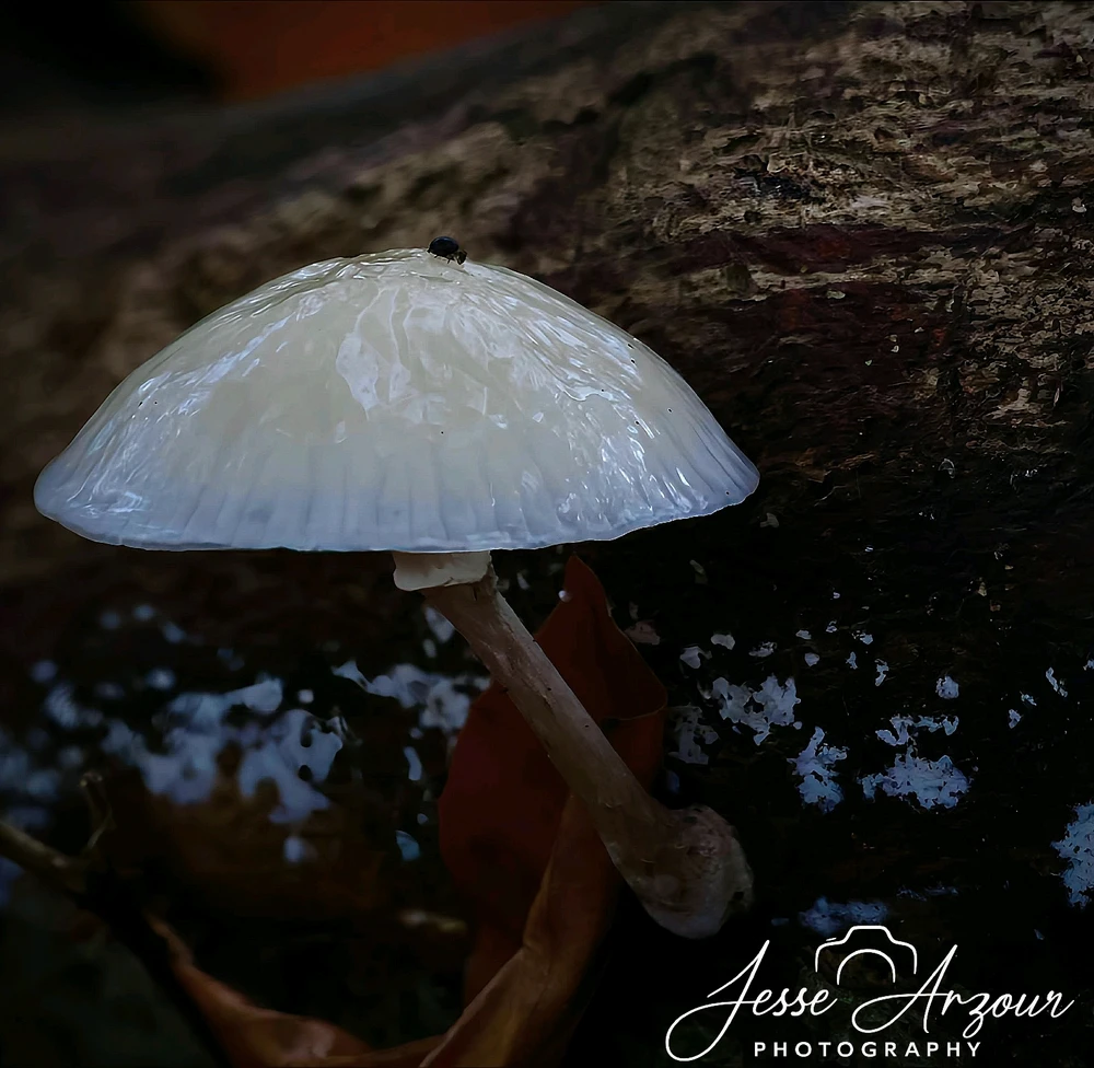 Image uploaded by Jesse