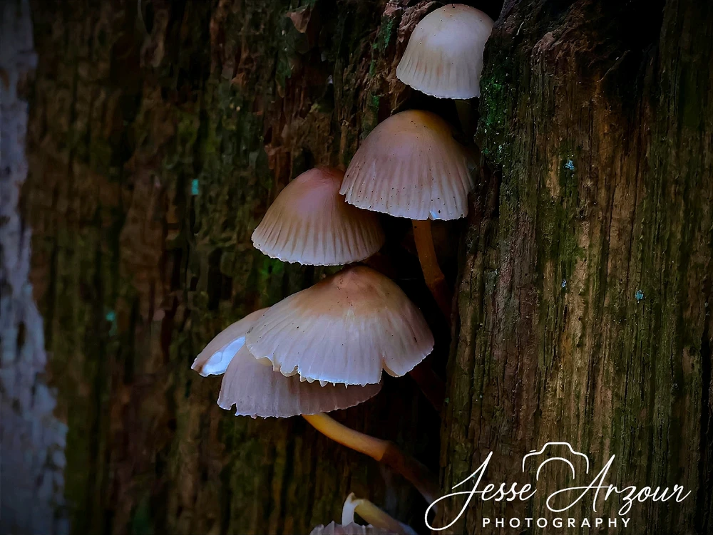 Image uploaded by Jesse