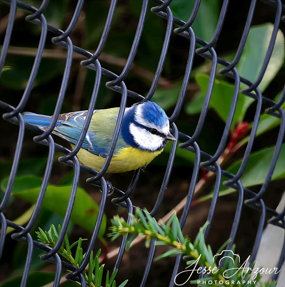 Image uploaded by Jesse