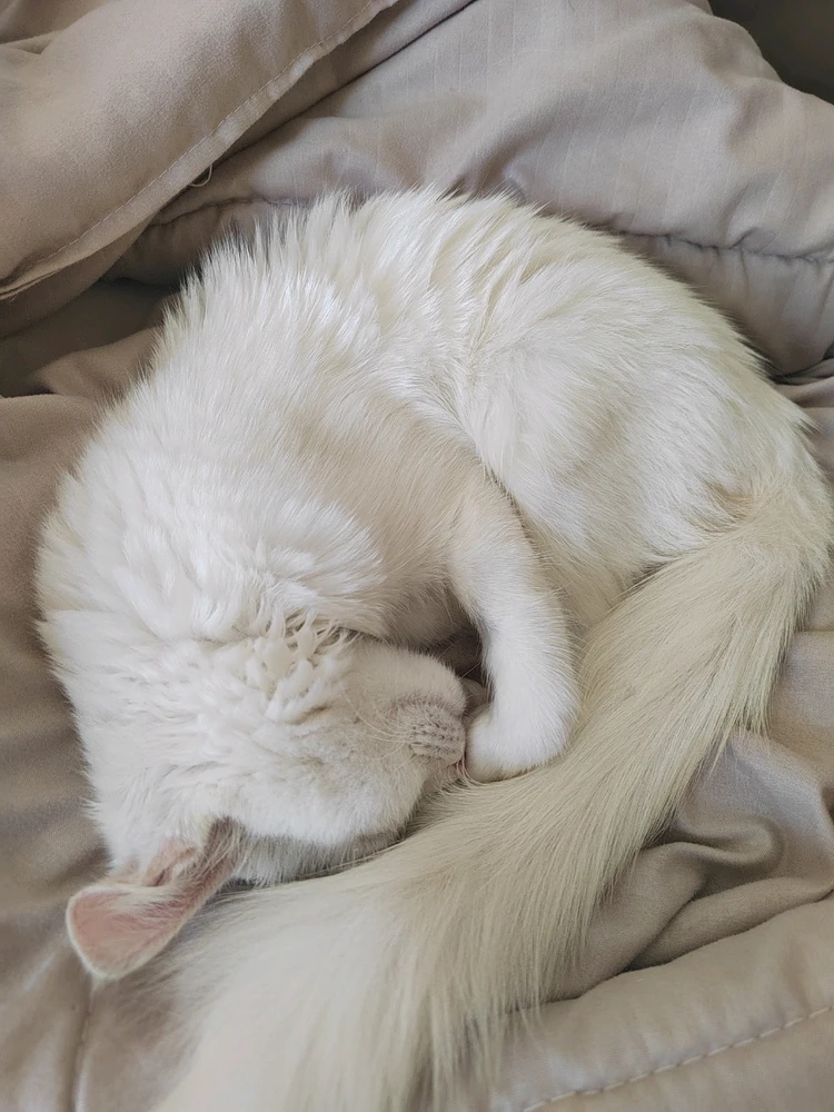 GIF uploaded by Mohammed