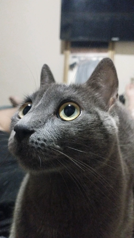 Imagem enviada por João