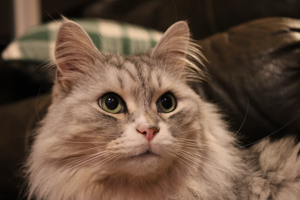 Image uploaded by Brandon