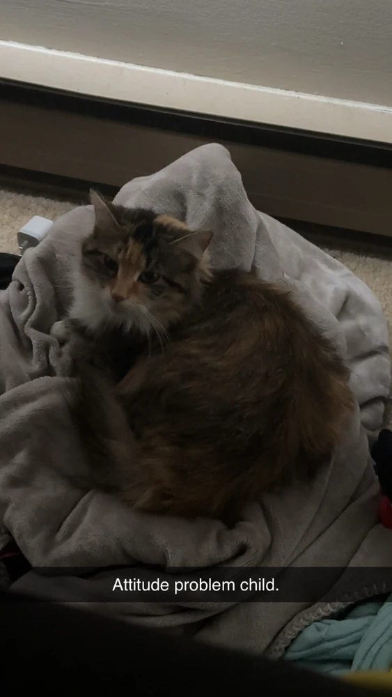 GIF uploaded by Nova