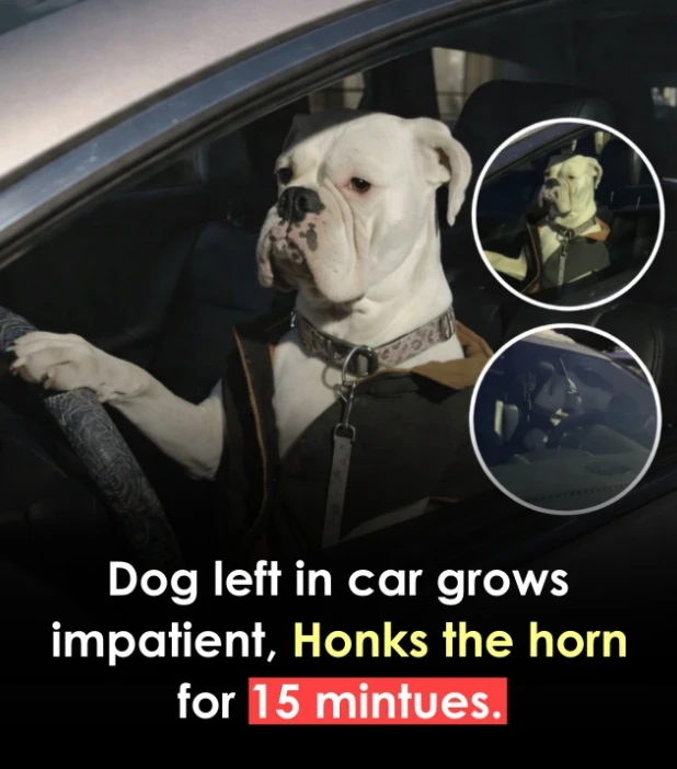 GIF uploaded by WVWVANA