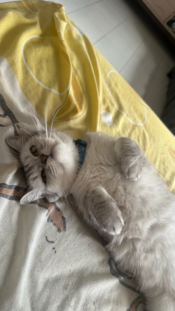 GIF dimuat naik oleh Min