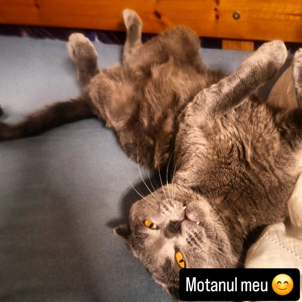 GIF încărcat de Alex