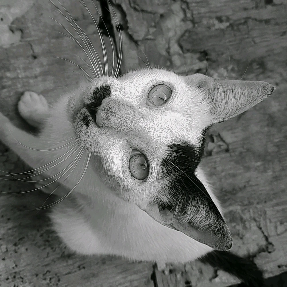 Image uploaded by Zahra