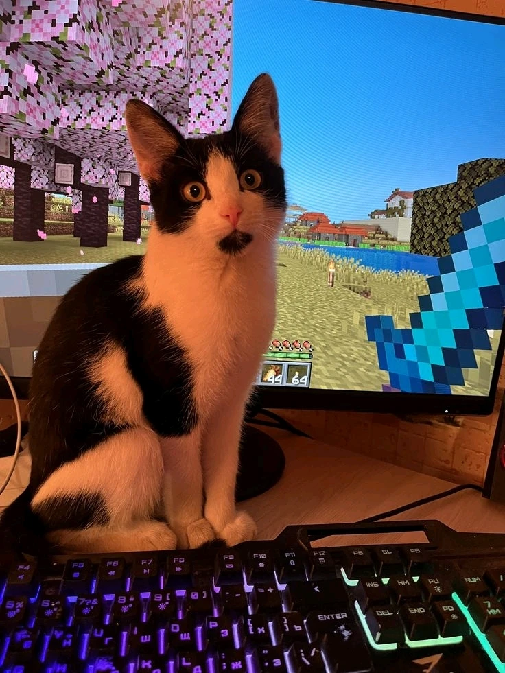 Imagen subida por Zafiro