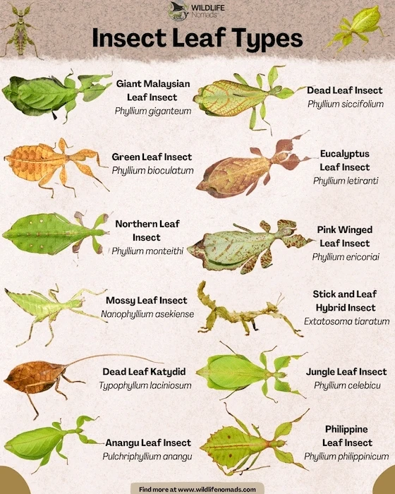 Gambar diunggah dening Douglas