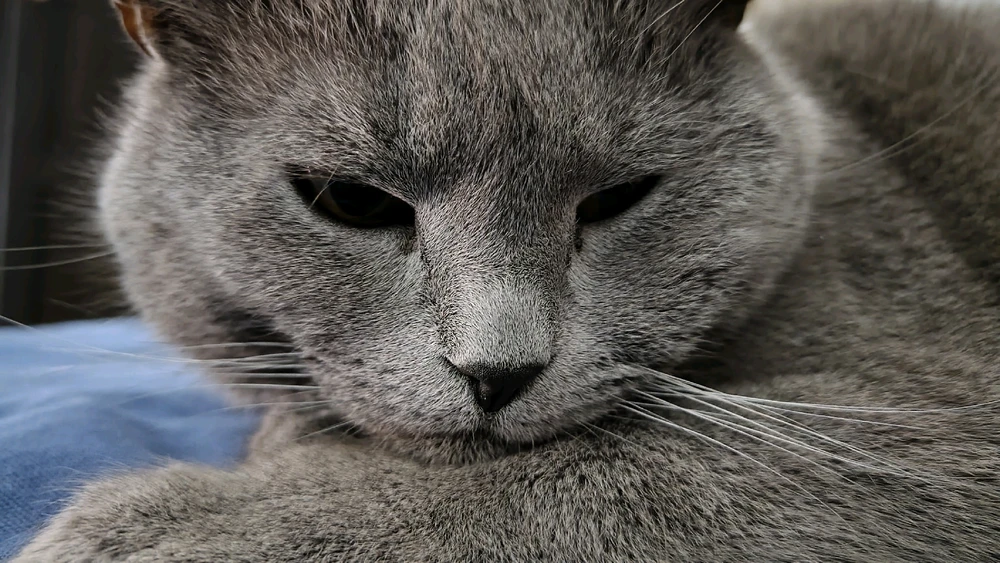 Image uploaded by Meddi