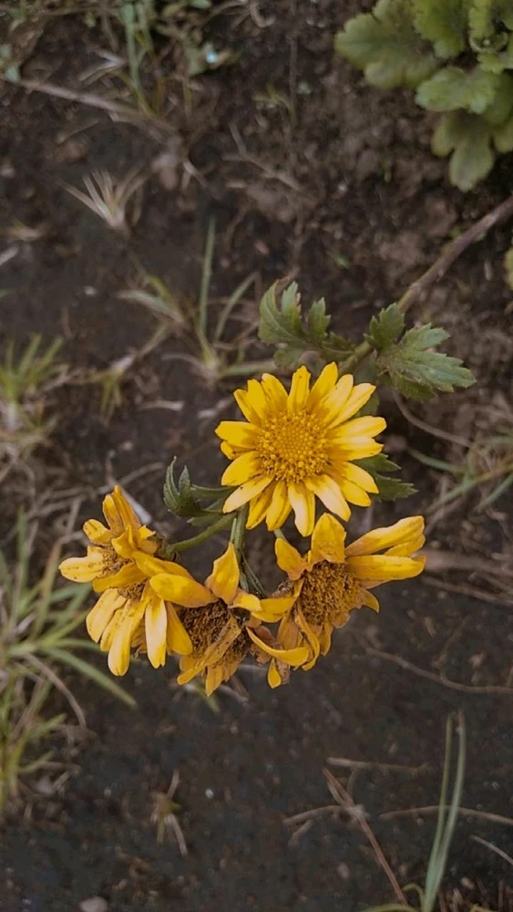 GIF diunggah oleh Saprianikwonji